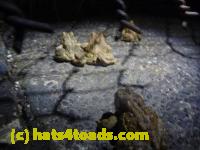 /home//u458753944/public_html/sourcegallery//Roxborough Toad Detour/2013-2019/2014/2014-04-02/P1140894.JPG